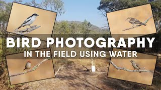 Bird Photography  Using Water To Attract Birds  In The Field Vlog 1 [upl. by Lyj95]