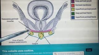 UROGENITAL TRIANGLE MADE VERY EASY Pt2 [upl. by Yusuk]