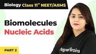 Biomolecules Class 11 Biology Nucleic AcidsNucleic Acids Class 11 BiologyClass 11 Biology Part 2 [upl. by Seraphine]