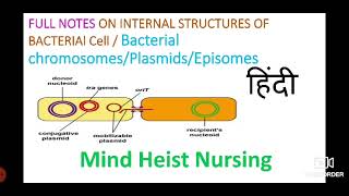 Full notes on Bacterial ChromosomesPlasmidsEpisomes internal Structure Of CellExplained in hindi [upl. by Oirromed]