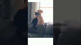 The love between cats and dogs 💕❤️ cats and dogs videos loves ytshorts shortvideo [upl. by Etteraj396]