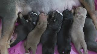 How To Whelp A American Bully Litter  Whelping Tips And Puppies For Sale [upl. by Belldame730]