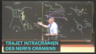 Anatomie du trajet intracrânien des nerfs crâniens Neuroanatomie 15 [upl. by Nioe]