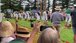 325mm underhand championship at Kiama woodchopping lumberjacks timbersports [upl. by Mauro]