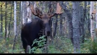 chasse a lorignal acadienne [upl. by Akcinehs]