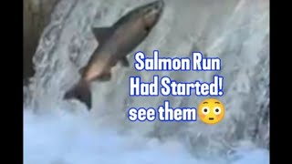 Salmon Run had started See them now salmonrun nature livestream [upl. by Aisatsan]