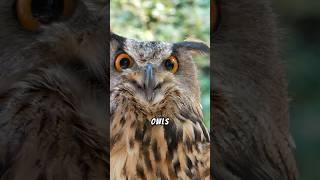 🦉 Did you know owls can rotate their heads up to 270 degrees [upl. by Raveaux]