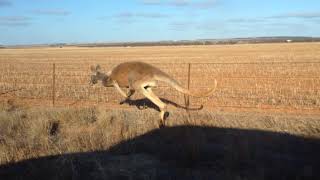 Kangaroos Racing in the South Australian Outback [upl. by Rabbi757]