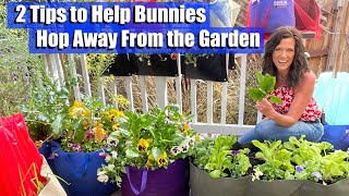 Bunnies Eating the Vegetable Garden Two Tips to Help them Hop Away [upl. by Magdalene]