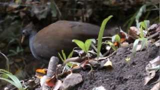 Orangefooted Scrubfowl on nest mound [upl. by Ursi]