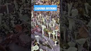 Cladonia deformis Mushrooms Alaska [upl. by Nywled661]