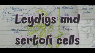 Difference Between Leydigs cells and Sertoli cells [upl. by Annoek267]