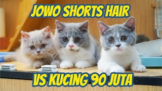 ANAK KUCING BRITISH VS JOWO SHORTS HAIR [upl. by Yrrap]