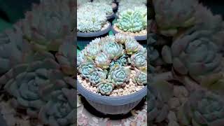 1000 Succulents Grow Tips succulent plants garden [upl. by Nospmas629]