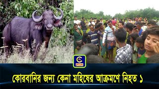 রাঙ্গুনিয়ায় কোরবানির জন্য কেনা মহিষের আক্রমণে নি হ ত ১  Cplus [upl. by Atnuahsal]