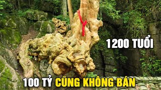 TOP 7 Cây cổ thụ hàng nghìn tuổi cực kỳ quý hiếm 100 tỷ cũng không bán [upl. by Stortz]