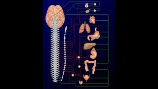 Systéme nerveux autonome 2 [upl. by Ddart702]