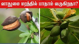 வாதுமை மரம் பற்றி அனைவரும் தெரிந்து கொள்ள வேண்டிய வீடியோ  Mooligai Sedi [upl. by Rento]