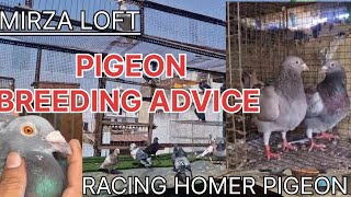 How to Breed Racing Homers Pigeon  Tips from the Experts [upl. by Ahsekal]