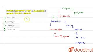 Which cell of Leucosolenia sponge is selfreplicating and capable of giving rise to other cells [upl. by Malda176]