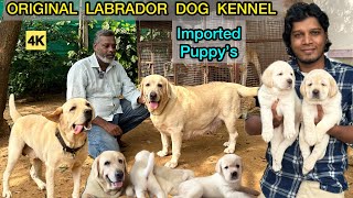 Labrador Puppys  Imported Lab Puppies for Sales  Chennai Dog Kennel  Best English Labrador  4K [upl. by Josias924]