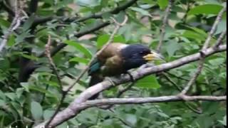 Great barbet Megalaima virens [upl. by Yesak]