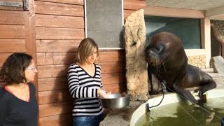 En immersion dans les coulisses de laquarium [upl. by Varden502]