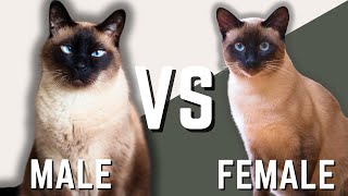 Male Siamese vs Female Siamese Cat [upl. by Annelak]