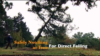 How to Safely Notch a Tree for Direct Felling [upl. by Moersch]