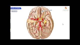 Arterial supply of the brain part 1 arteriesamp circle of willis [upl. by Lidaa]