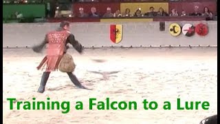 Medieval Times Schaumburg Training a Falcon to a Lure [upl. by Eelirak598]