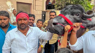 Laddu Yadav Sadar 2023  20 Special Bulls Attraction in Sadar  Sadar Festival in Hyderabad 2023 [upl. by Yesak]