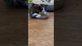 Kitten’s first time eating from a bowl 🐱 kitten cat [upl. by Acinat515]