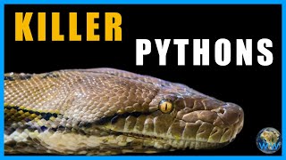 Pythons that Eat People [upl. by Manon]