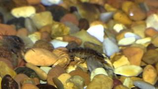 Female Water Hoglouse carrying eggs Asellus aquaticus in Aquarium [upl. by Caria857]