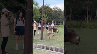 自然の愛に抱かれて  Nara Deer Park Japan 奈良日本旅行  お辞儀をする鹿日本  日本ビデオブログ 4k  へずまりゅう 奈良公園  fun [upl. by Kwasi986]