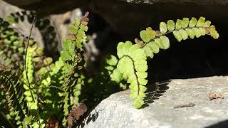 Asplenium trichomanes L [upl. by Ahsemaj]