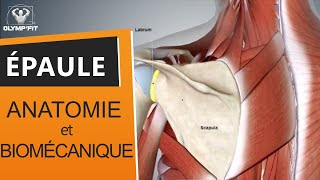 Origine des douleurs et fonctionnement de lépaule Comprendre lanatomie et la biomécanique [upl. by Annahpos]