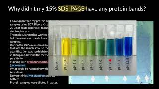 Bromophenol blue vs Coomassie Brilliant Blue [upl. by Ahsircal]