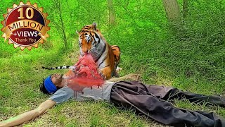 tiger attack man in the forest  tiger attack in jungle royal Bengal tiger attack l hungry tiger [upl. by Aronid727]