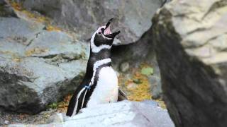 Magellanic penguin quotbrayingquot at Point Defiance Zoo amp Aquarium [upl. by Merat]