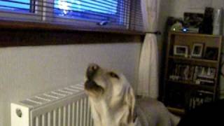 Brodie my Yellow Labrador howling [upl. by Mayfield]