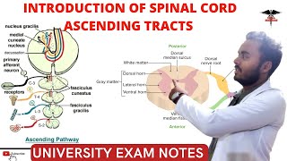 Spinal Cord  Ascending Tracts  CNS Physiology [upl. by Airitak]