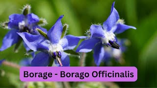 Borage  Borago Officinalis [upl. by Cohen]