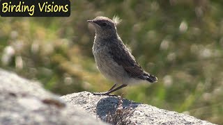 Northern Wheatear fledgling  beautiful Sotra Island Norway [upl. by Idnahs]