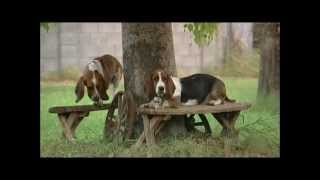 Teaching Basset Hound Puppies How To Play [upl. by Posehn]