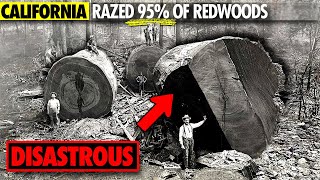 Why California Razed its Ancient Redwood Forests [upl. by Oidivo102]