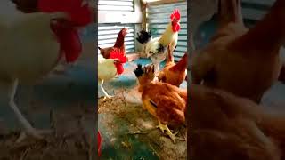 leghorn rooster crowing shorts short vairalvideo roosterandhen chickenbreeds roostersound [upl. by Ymmot]