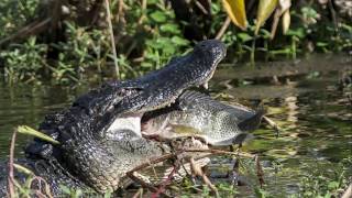 Une matinée photo à Wakodahatchee Wetlands Floride [upl. by Lemak]