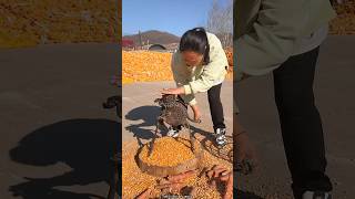 She was Surprised to See My Agricultural Implements  Amazing Farming Tools shorts satisfying [upl. by Folsom]